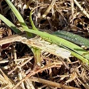 Faveria tritalis (Couchgrass Webworm) at Yarralumla, ACT - 9 Feb 2025 by KMcCue