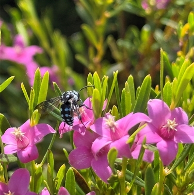 Thyreus caeruleopunctatus (Chequered cuckoo bee) at Palmerston, ACT - 9 Feb 2025 by KarenI