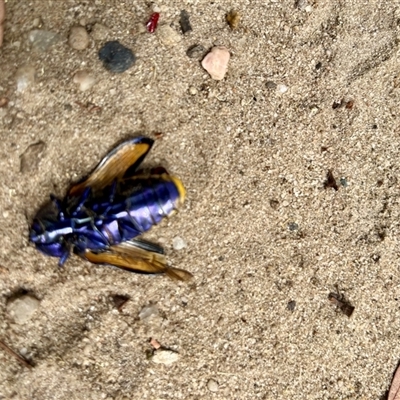 Unidentified Beetle (Coleoptera) at Thirlmere, NSW - 8 Feb 2025 by millie