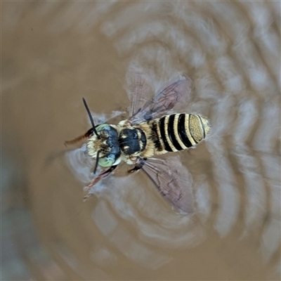 Unidentified Bee (Hymenoptera, Apiformes) at Kakadu, NT - 8 Feb 2025 by HelenCross