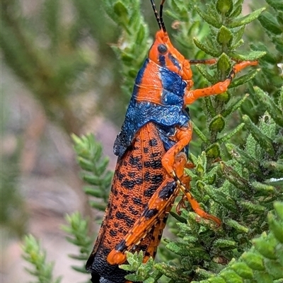 Unidentified Grasshopper (several families) by HelenCross