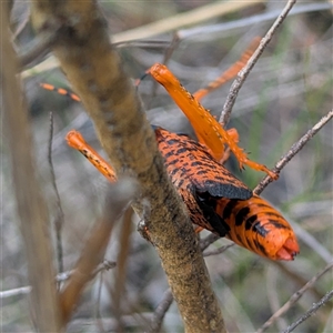 Petasida ephippigera at suppressed - suppressed