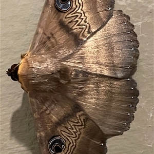 Dasypodia selenophora (Southern old lady moth) at Acton, ACT - 9 Feb 2025 by Dora