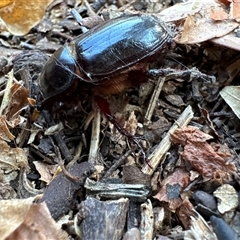 Dynastinae (subfamily) (Unidentified rhinoceros or elephant beetle) at Aranda, ACT - 9 Feb 2025 by Jubeyjubes