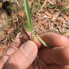 Holcus lanatus at Wee Jasper, NSW - 9 Feb 2025 12:21 PM