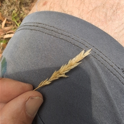 Anthoxanthum odoratum (Sweet Vernal Grass) at Wee Jasper, NSW - 9 Feb 2025 by Wildlifewarrior80