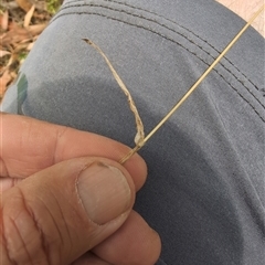 Anthoxanthum odoratum at Wee Jasper, NSW - 9 Feb 2025 12:15 PM