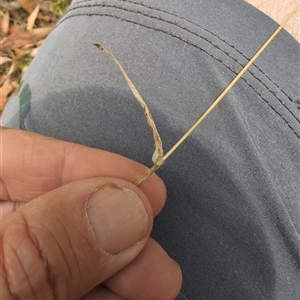 Anthoxanthum odoratum at Wee Jasper, NSW - 9 Feb 2025 12:15 PM