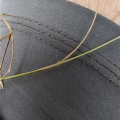 Rytidosperma racemosum at Wee Jasper, NSW - 9 Feb 2025 12:13 PM