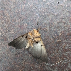 Dasypodia selenophora at Wee Jasper, NSW - 9 Feb 2025 11:38 AM