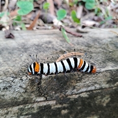 Monophlebulus sp. (genus) at Marshall Mount, NSW - Yesterday by RalphArn