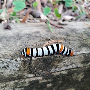 Agarista agricola at Marshall Mount, NSW - 9 Feb 2025 03:23 PM