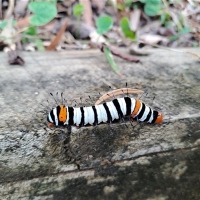 Monophlebulus sp. (genus) at Marshall Mount, NSW - Yesterday by RalphArn