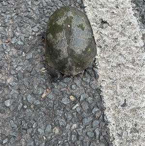 Chelodina longicollis at Kangaroo Valley, NSW - 9 Feb 2025 by lbradley