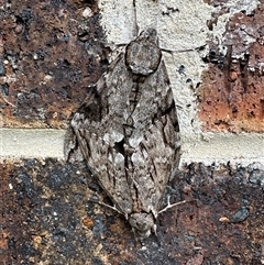 Psilogramma casuarinae (Privet Hawk Moth) at Kangaroo Valley, NSW - 9 Feb 2025 by lbradley