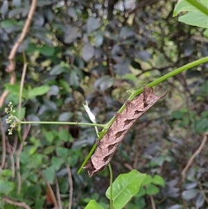 Theretra latreillii at Marshall Mount, NSW - 9 Feb 2025 03:57 PM