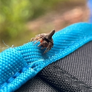 Dolophones sp. (genus) at Benandarah, NSW - 8 Feb 2025 08:28 AM