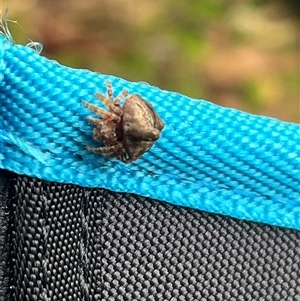 Dolophones sp. (genus) at Benandarah, NSW - 8 Feb 2025 08:28 AM