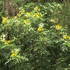 Senna septemtrionalis (Winter Senna, Arsenuc Bush) at Wattamolla, NSW - 9 Feb 2025 by CatherineGorman