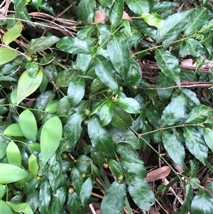 Gynochthodes jasminoides (Sweet Morinda) at Wattamolla, NSW - 9 Feb 2025 by CatherineGorman