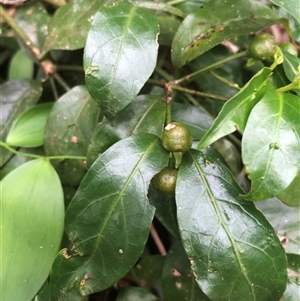 Gynochthodes jasminoides at Wattamolla, NSW - 9 Feb 2025 06:37 PM