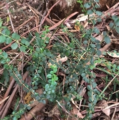 Maclura cochinchinensis (Cockspur Thorn) at Wattamolla, NSW - 9 Feb 2025 by CatherineGorman