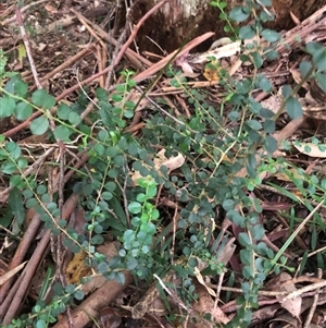 Maclura cochinchinensis (Cockspur Thorn) at Wattamolla, NSW - 9 Feb 2025 by CatherineGorman