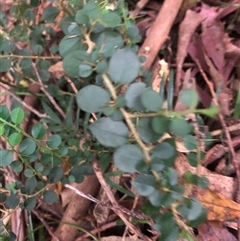 Maclura cochinchinensis at Wattamolla, NSW - 9 Feb 2025 06:43 PM