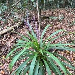 Cordyline stricta (Narrow-leaved Palm Lily) at Iluka, NSW - 10 Sep 2024 by Tapirlord