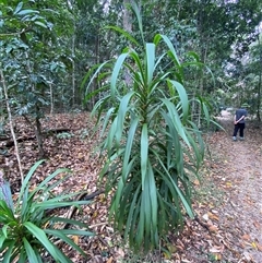 Cordyline stricta at Iluka, NSW - 10 Sep 2024 12:37 PM