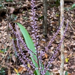 Cordyline stricta at Iluka, NSW - 10 Sep 2024 12:37 PM