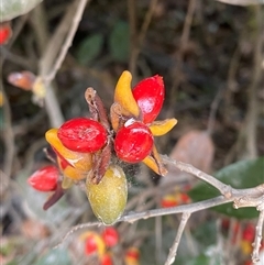 Arytera divaricata (Coogera) at Iluka, NSW - 10 Sep 2024 by Tapirlord