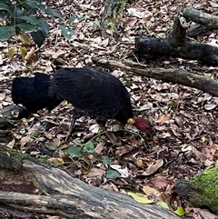 Alectura lathami (Australian Brush-turkey) at Iluka, NSW - 10 Sep 2024 by Tapirlord