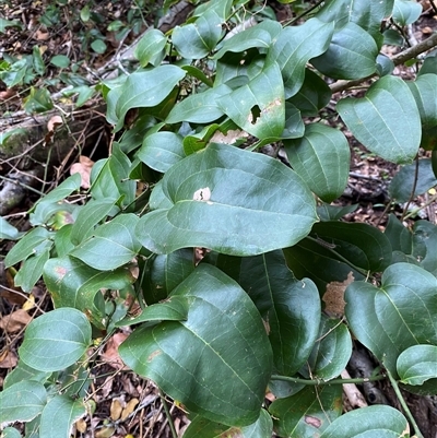 Smilax australis (Barbed-Wire Vine) at Iluka, NSW - 10 Sep 2024 by Tapirlord