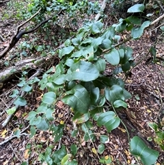 Smilax australis at Iluka, NSW - 10 Sep 2024 12:04 PM