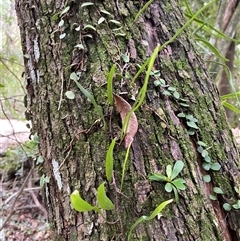 Pyrrosia rupestris (Rock Felt Fern) at Iluka, NSW - 10 Sep 2024 by Tapirlord