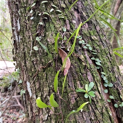 Pyrrosia rupestris (Rock Felt Fern) at Iluka, NSW - 10 Sep 2024 by Tapirlord