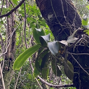 Peristeranthus hillii at Iluka, NSW - suppressed