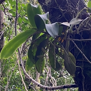 Peristeranthus hillii at Iluka, NSW - suppressed