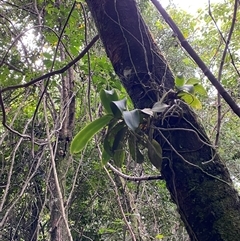 Peristeranthus hillii at Iluka, NSW - suppressed