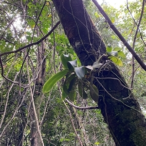 Peristeranthus hillii at Iluka, NSW - suppressed