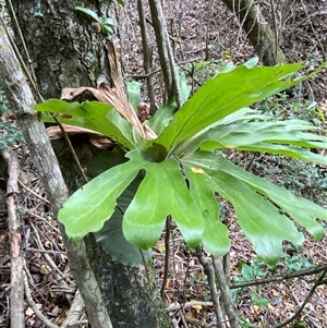 Platycerium superbum (Staghorn Fern) at Iluka, NSW - 10 Sep 2024 by Tapirlord