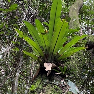 Asplenium australasicum at Iluka, NSW - suppressed