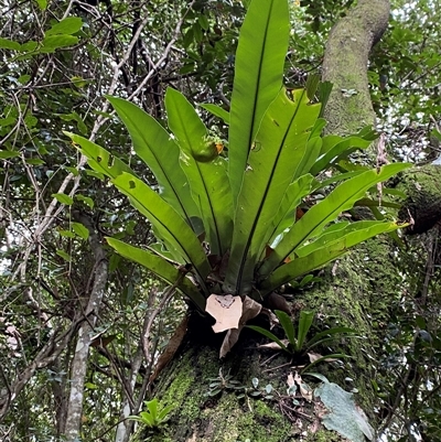 Asplenium australasicum (Bird's Nest Fern, Crow's Nest Fern) at Iluka, NSW - 10 Sep 2024 by Tapirlord