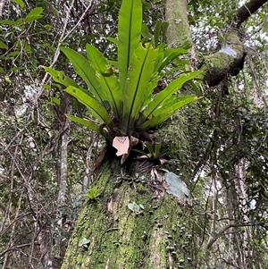 Asplenium australasicum at Iluka, NSW - suppressed