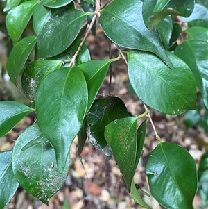 Syzygium luehmannii (Riberry, Small-Leaved Lilly Pilly) at Iluka, NSW - 10 Sep 2024 by Tapirlord