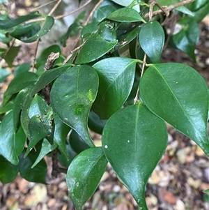 Syzygium luehmannii at Iluka, NSW - 10 Sep 2024 11:55 AM