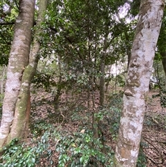 Syzygium luehmannii at Iluka, NSW - 10 Sep 2024 11:55 AM