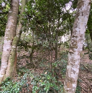 Syzygium luehmannii at Iluka, NSW - 10 Sep 2024 11:55 AM