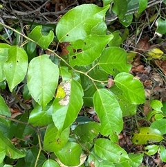 Cissus antarctica (Water Vine, Kangaroo Vine) at Iluka, NSW - 10 Sep 2024 by Tapirlord